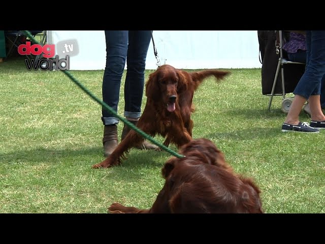 Szkolenie psa wystawowego: Przewodnik dla początkujących