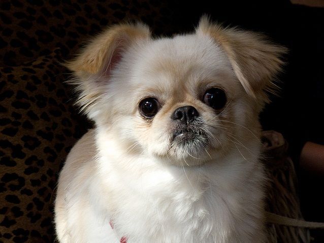 3. Chihuahua to prawdziwy pies na kolanach