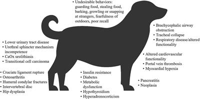 Jakie są objawy dysfunkcji układu hormonalnego u kotów?