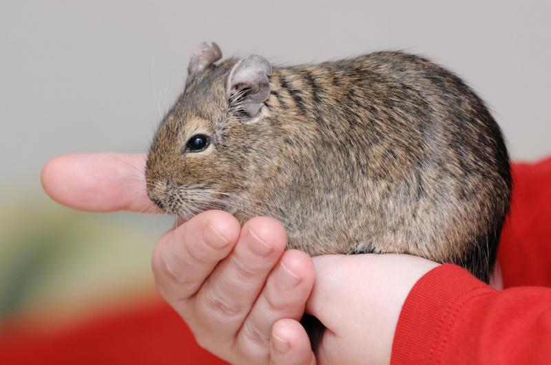 10 rzeczy, które należy wiedzieć przed zakupem Degu jako zwierzęcia domowego