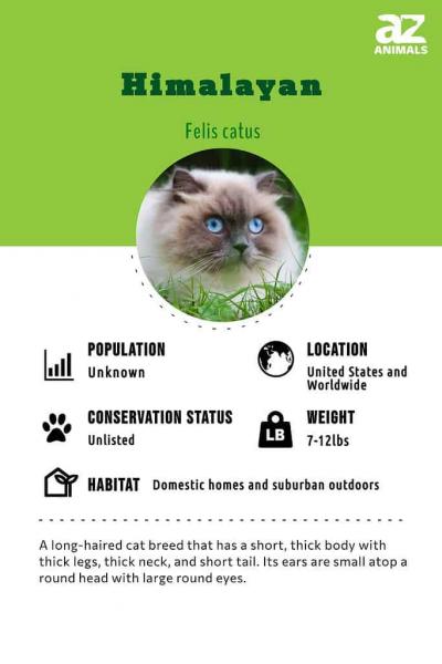 9 fascynujących faktów o kotach himalajskich, które musisz znać!