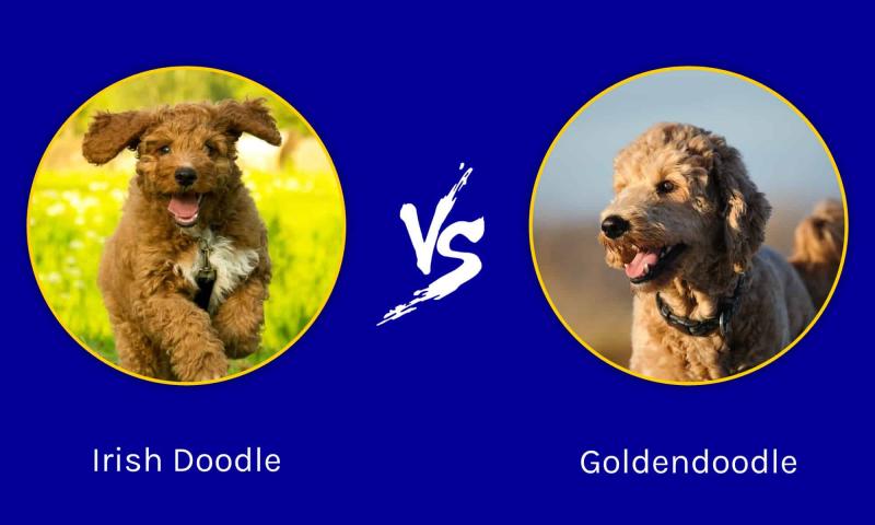 Double Doodle vs. Goldendoodle: Różnice (ze zdjęciami)