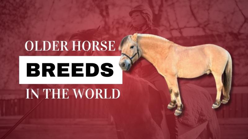 12 najstarszych ras koni na świecie (ze zdjęciami)