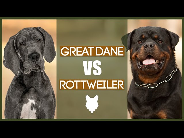 Przegląd rottweilerów