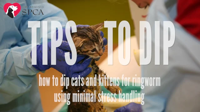 8 domowych sposobów leczenia grzybicy u kotów
