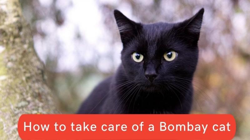 Top 5 problemów zdrowotnych kotów bombajskich:
