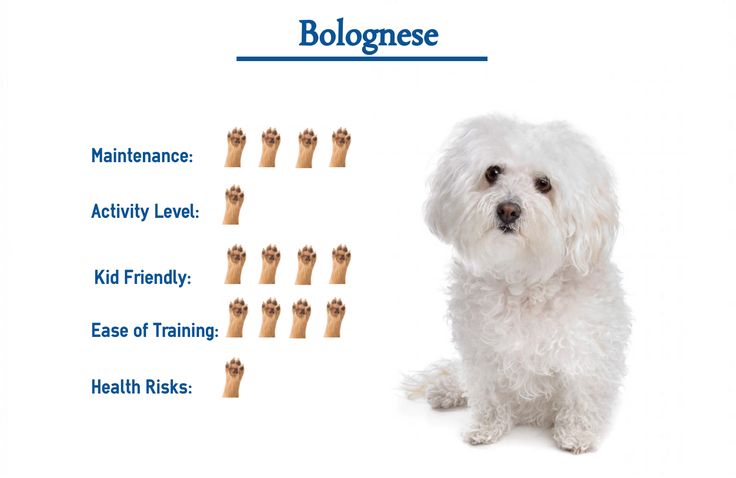 Temperament i inteligencja bolończyka