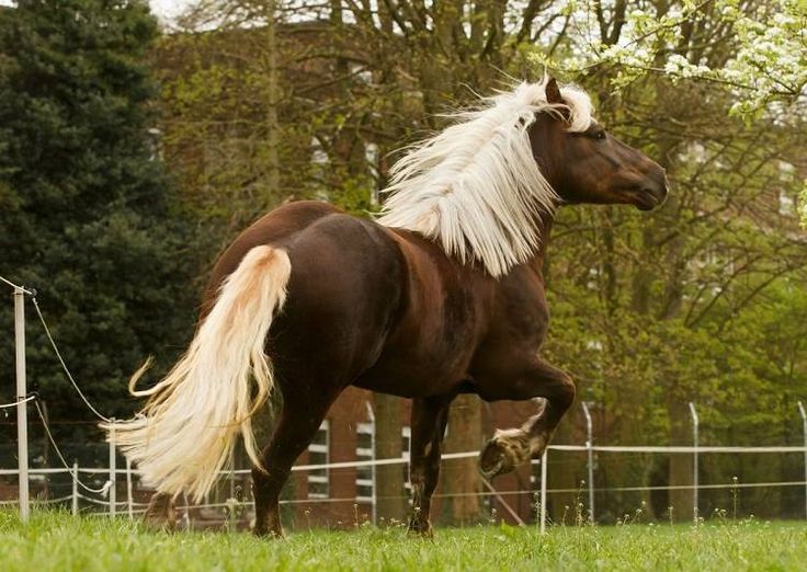 17 niemieckich ras koni (ze zdjęciami)
