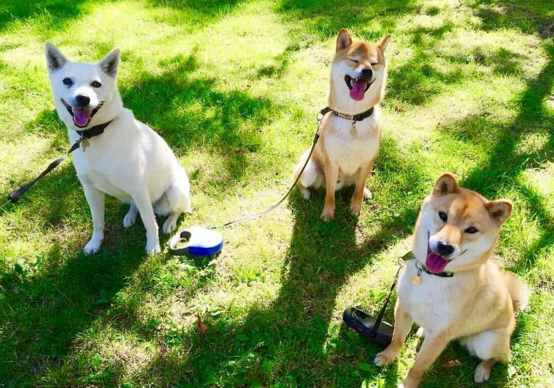 Jindo Husky Mix: Zdjęcia, opieka, informacje i więcej