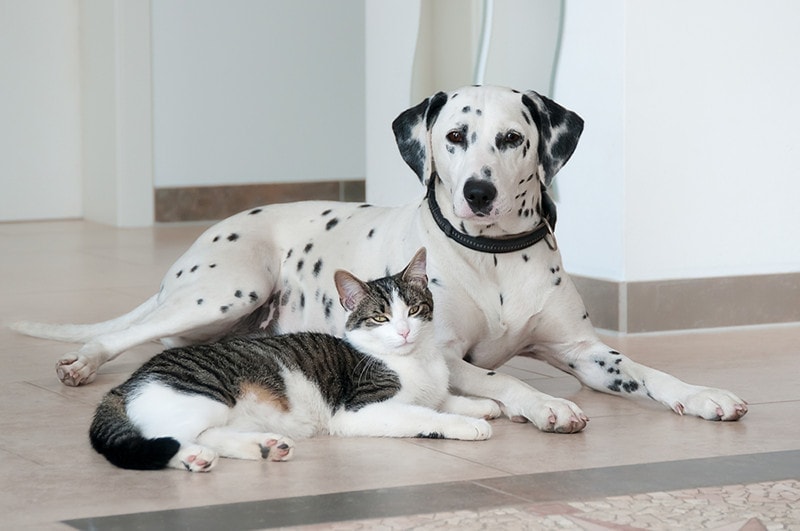 Czynniki, które należy wziąć pod uwagę przy wprowadzaniu dalmatyńczyka do kota