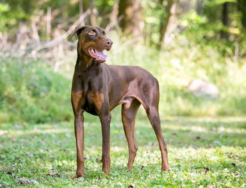 Dlaczego dobermany są świetnymi towarzyszami do biegania?