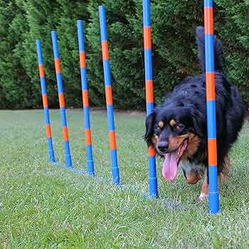 8. Niedrogi zestaw kijów do agility w ziemi