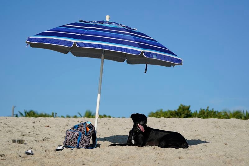 Czy psy mogą pływać w Orange Beach?