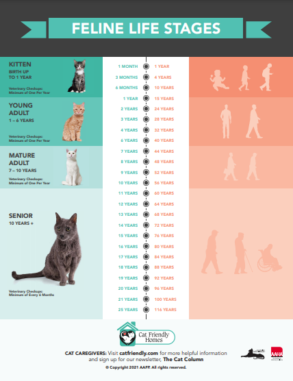 W jakim wieku koty osiągają dojrzałość płciową? (Fakty i FAQ)