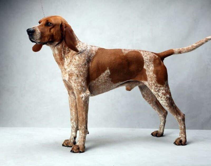 Bloodhound vs Coonhound: Różnice (ze zdjęciami)