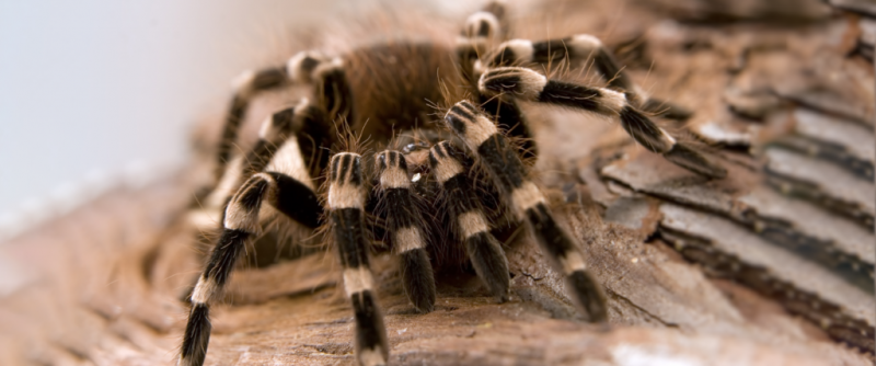 Tarantula brazylijska Whiteknee: fakty, zdjęcia, długość życia, zachowanie i przewodnik pielęgnacji