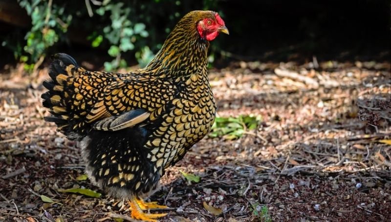 6 wskazówek, jak hodować przyjaznego kurczaka