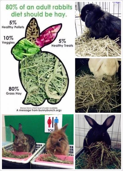 6 najlepszych rodzajów siana dla królików:
