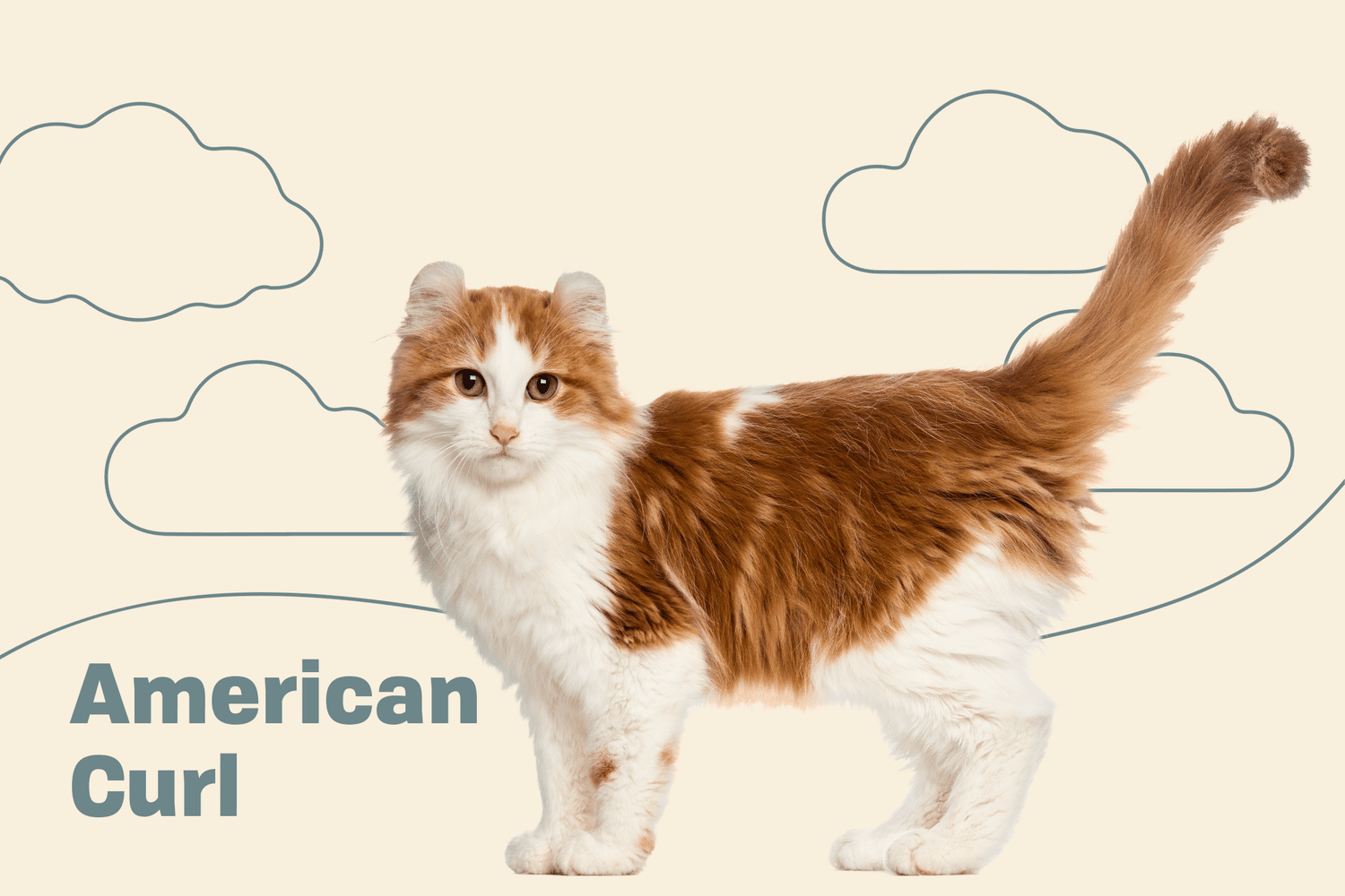 Kocięta rasy American Curl