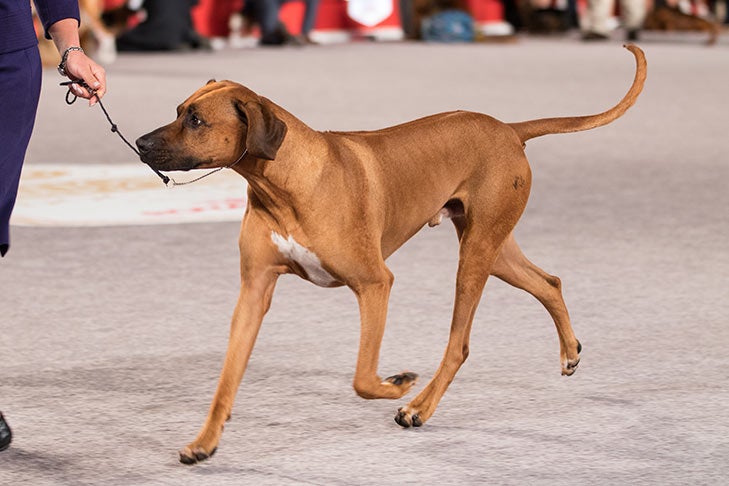 Jak szybko potrafią biegać Rhodesian Ridgebacki (z wykresem porównawczym)?