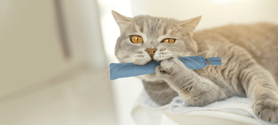 Czy kocięta mogą jeść kocimiętkę? Przewodnik bezpieczeństwa wyjaśniony przez weterynarza
