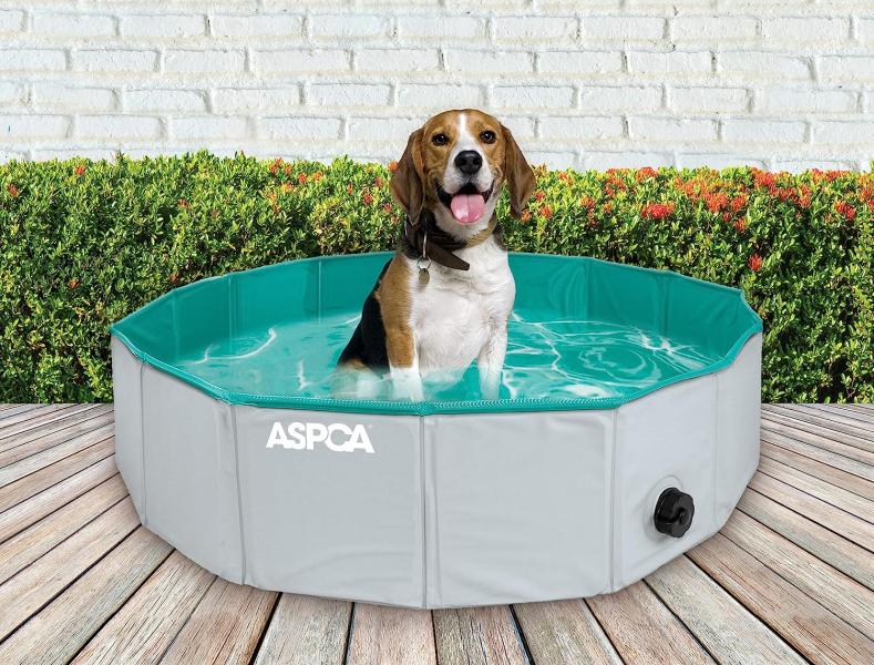 Przewodnik kupującego: Jak znaleźć najlepsze baseny dla psów