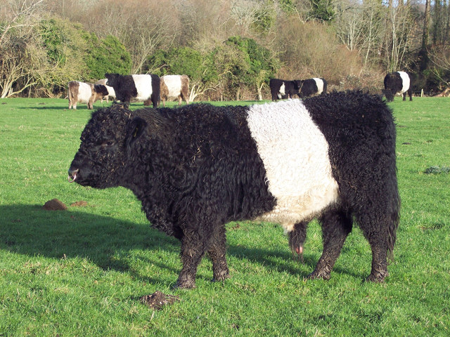 Bydło rasy Belted Galloway: zdjęcia, fakty, zastosowanie, pochodzenie i charakterystyka