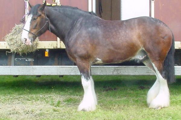 4. Clydesdale