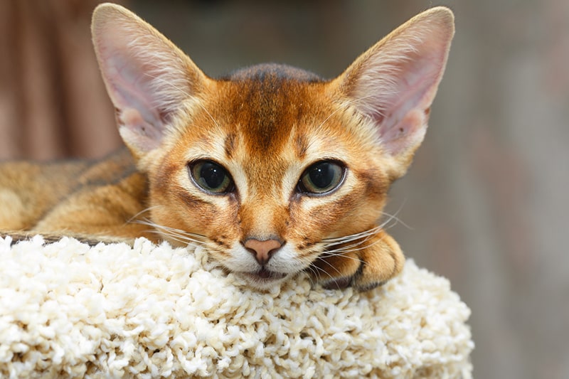 Koty abisyńskie - informacje o rasie, zdjęcia, temperament i cechy