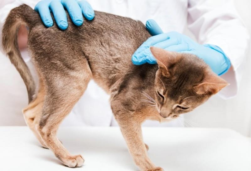 Kostniakomięsak u kotów: Objawy, leczenie i opieka (odpowiedź weterynarza)