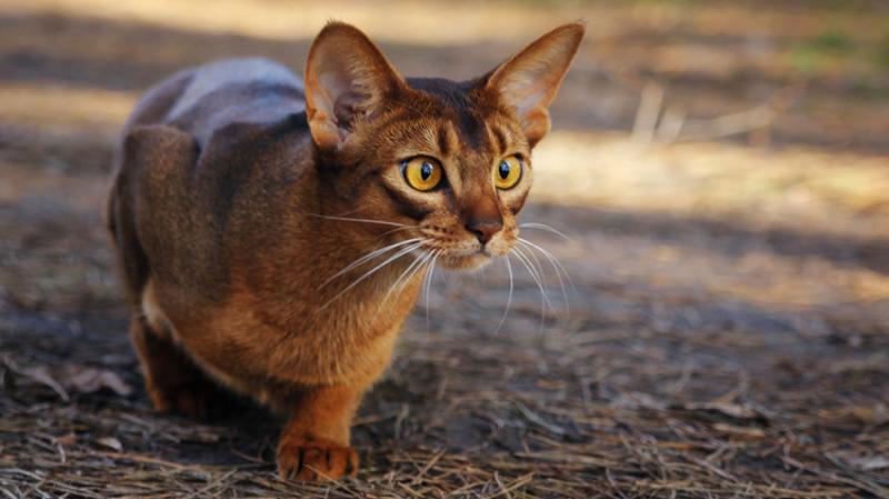 1. Maine Coon