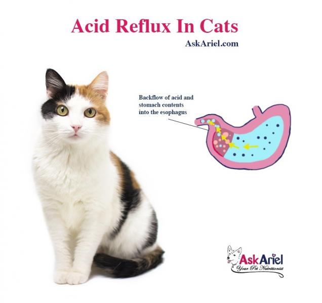 Niestrawność i refluks żołądkowy u kotów: Objawy, przyczyny i opieka (odpowiedź weterynarza)