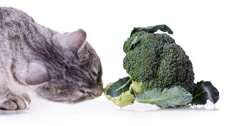 Jakie są korzyści zdrowotne brokułów dla kotów?