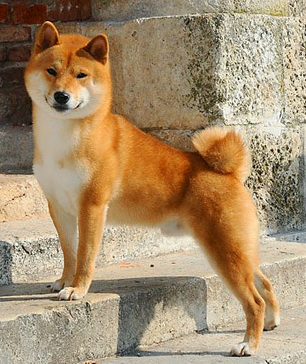 Mini (Mame) Shiba Inu: Zdjęcia, pielęgnacja, informacje i więcej