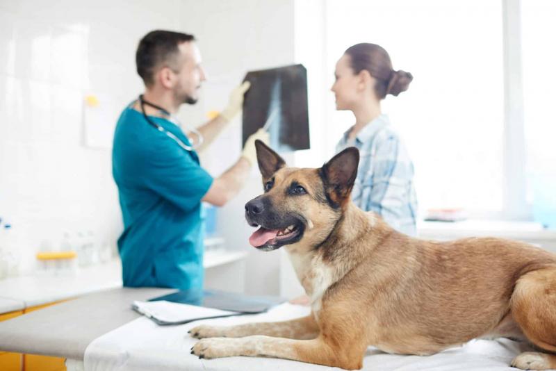 Czy ubezpieczenie zwierząt obejmuje badania krwi u psów?