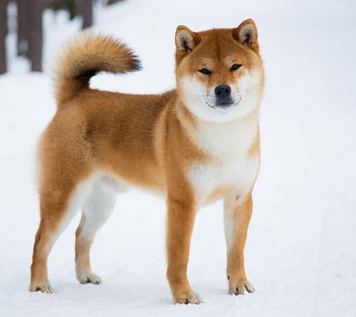 Czerwony Shiba Inu: Historia i fakty (ze zdjęciami)