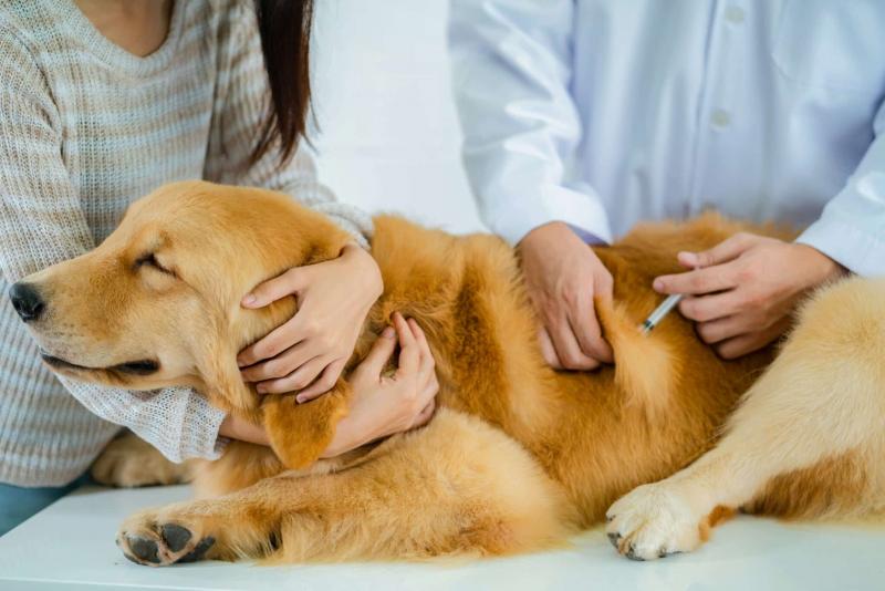 Ile kosztuje badanie krwi dla psa? (Aktualizacja 2024)