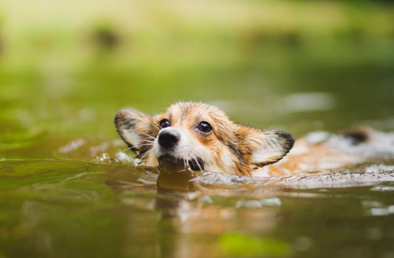 Czy Corgi potrafi pływać? Fakty i porady