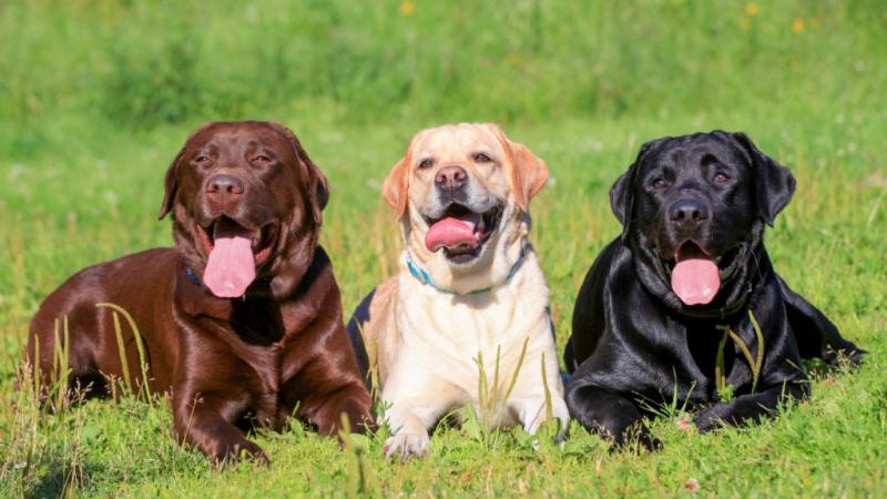 Labrador długowłosy: Zdjęcia, fakty, pochodzenie i historia