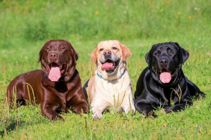 5. Hodowcy labradorów retrieverów z certyfikatem psa pracującego KC