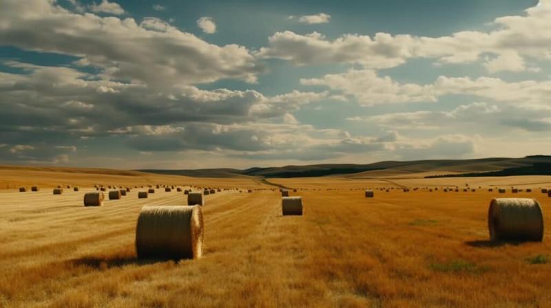 4. Grandpa's Best Orchard Grass Bale