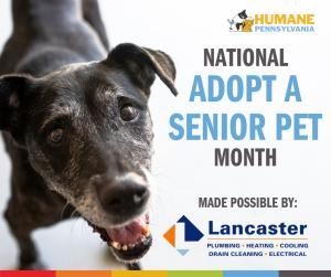 adopt-a-senior-pet-month-1-300x251-3537907-3320359