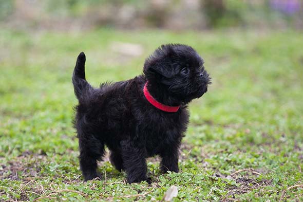 Rasa affen terrier: informacje, zdjęcia, przewodnik pielęgnacji i więcej