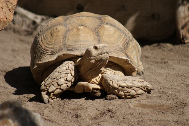 Żółw afrykański ostrogrzbiety (Sulcata): Zdjęcia, karta pielęgnacji, konfiguracja zbiornika i więcej