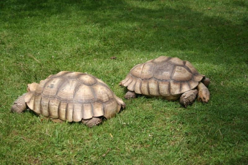 Czy żółw może żyć bez skorupy? Fakty i najczęściej zadawane pytania zweryfikowane przez weterynarza
