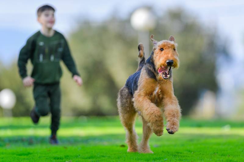 Czy airedale są agresywne? Ważne fakty dla właścicieli