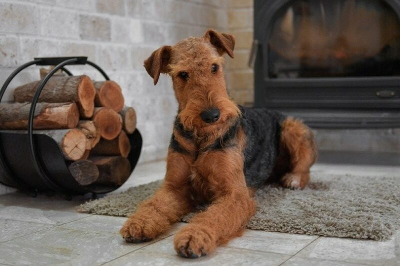 Jak dbać o sierść airedale teriera?