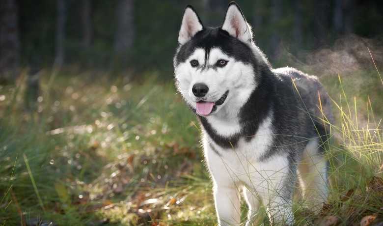 Szczenięta rasy Huskita