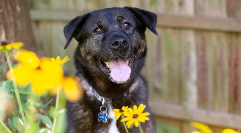 Temperament i inteligencja labrakity