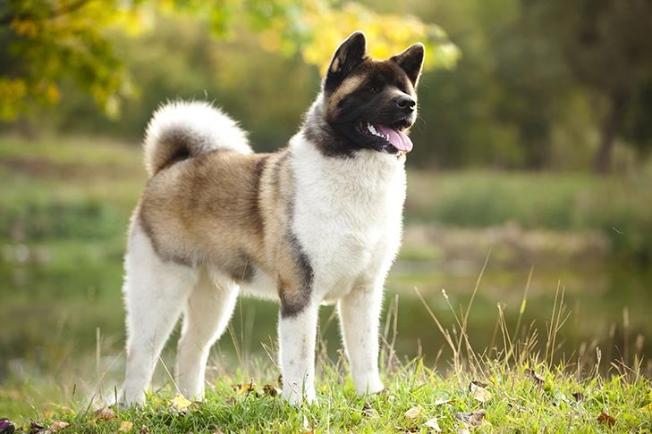 Akita Collie rasa mieszana: Pielęgnacja, zdjęcia, informacje i więcej